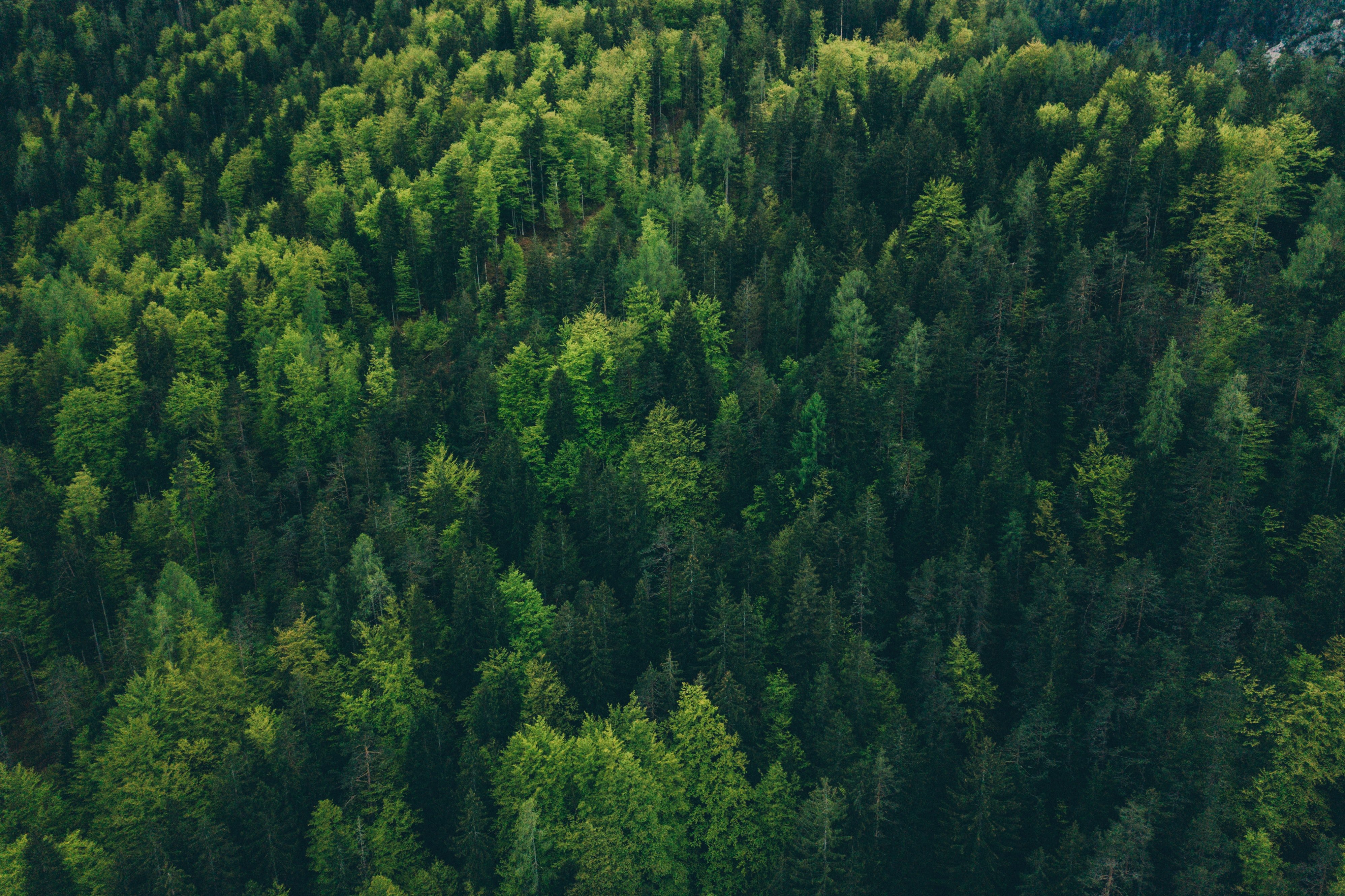 Wald von oben